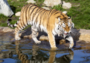 Amur Tiger