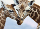 Two Giraffes