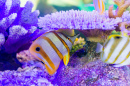 Copperband Butterflyfish