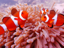 Anemonefish, Tioman Island, Malaysia