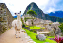 Llama in Machu Picchu, Peru