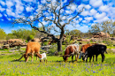 Ranch in the Texas Hill Country