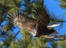 American Bald Eagle