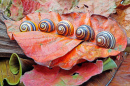 Cuban Snails