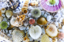 Seashell Collection