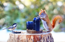 Squirrel Photographer and Chickadee Model