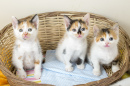 Three Little Kittens