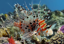 Spotfin Lionfish