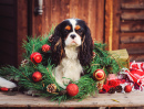 Cavalier King Charles Spaniel