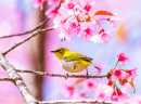 Oriental White-Eye in Thailand