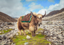 Yak on the Way to Everest Base Camp