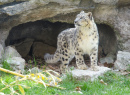 Snow Leopard