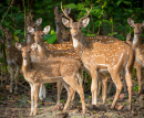 Spotted Deer Herd