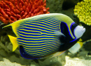 Emperor Angelfish