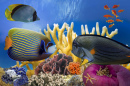 Coral Reef and Tropical Fish