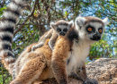 Ring Tailed Lemurs