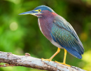 Green Heron