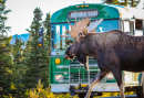 Moose in Denali National Park, Alaska