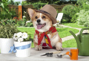 Pembroke Welsh Corgi