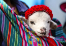 Peruvian Baby Alpaca