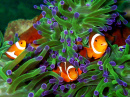 Anemonefish