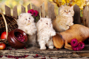 Persian Kittens