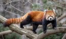 Red Panda