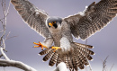 Peregrine Falcon