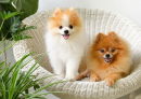 Pomeranian Dogs