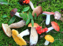 Mushrooms in the Forest