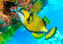 Titan Triggerfish