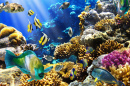 Tropical Fish on a Coral Reef