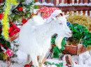 Christmas Goat