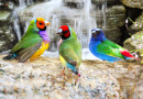 Gouldian Finch birds Taking a Bath