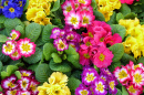 Primroses in the Garden