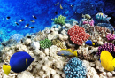 Corals and Fish in the Red Sea