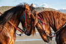 Horses by the Lake