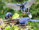 Taiwan Blue Magpie