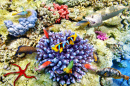 Corals and Tropical Fish