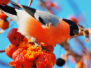 Bullfinch on a Sunny Day