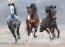 Horses Running Free