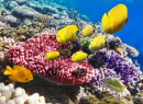 Coral and Fish in the Red Sea