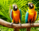 Colourful Macaws Sitting on the Perch