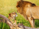 Lioness Greeting a Lion