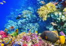 Corals and Tropical Fish