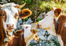 Cows Licking a Salt Stone