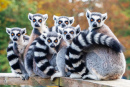 Resting Lemurs Katta