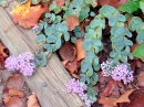 Sedum Seiboldii