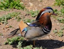 Mandarin Duck