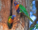 Rainbow Lorikeet